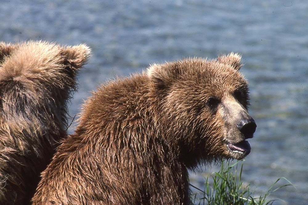 Two brown grizzly bears near water; one looking right with mouth slightly open.