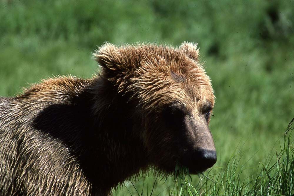 Brown bear in a grassy field, looking right.