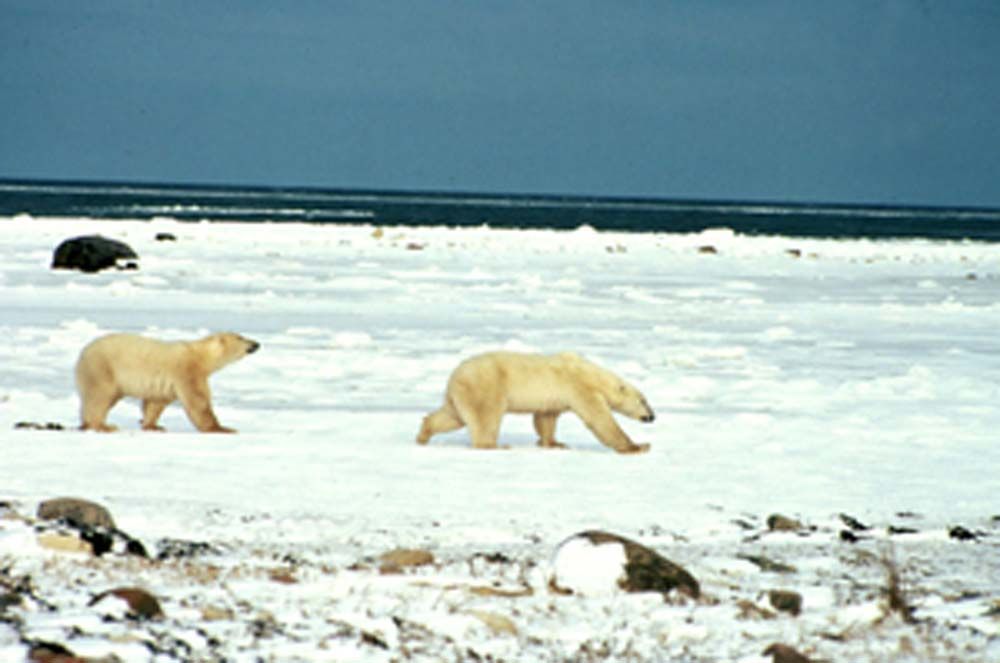 Two polar bears walking on snow-covered ice near the ocean under a cloudy sky.