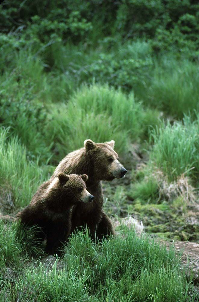 Brown bear and cub sitting in green grass, looking alert.