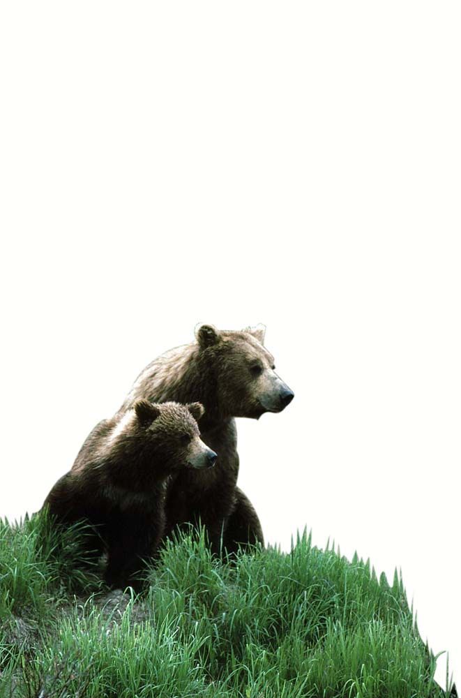 Mother bear and cub sit together on a grassy hill, looking right.