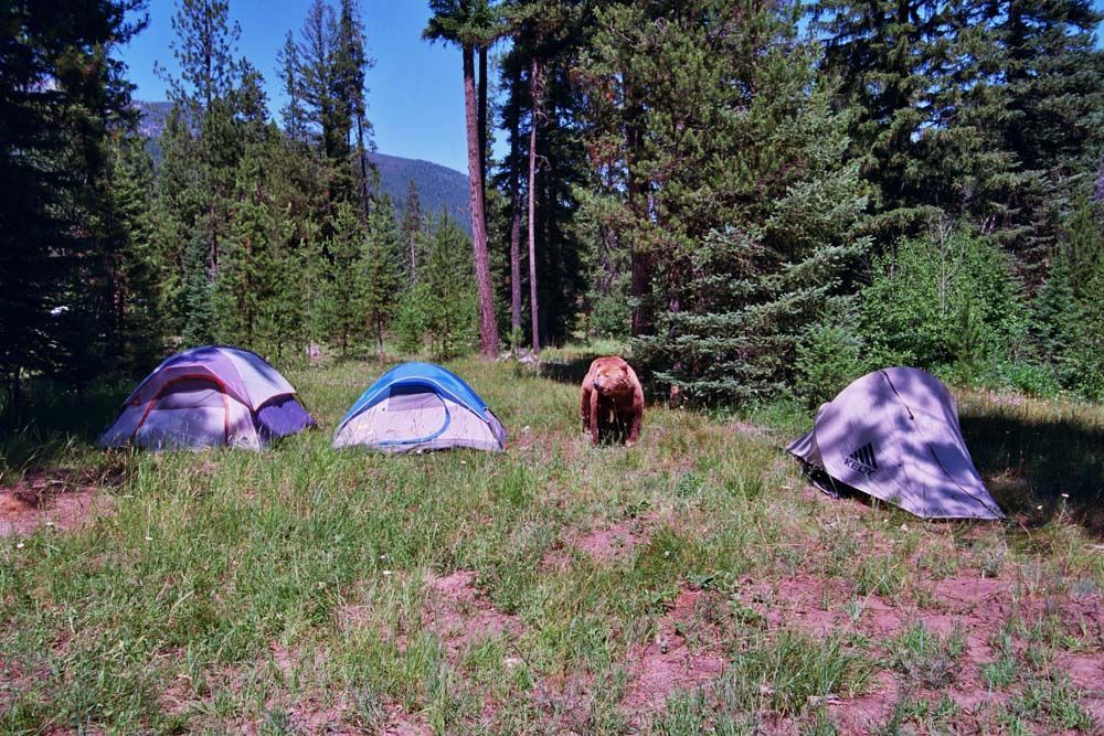 A brown bear approaching three tents in a grassy clearing surrounded by trees.