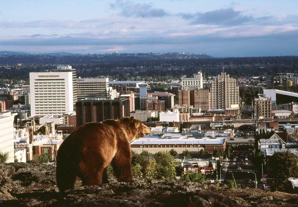 Grizzly bear overlooking the skyline of a city, with buildings and a cloudy sky in the background.
