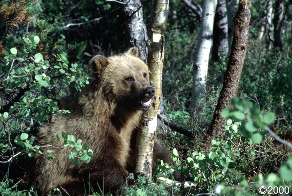 Brown bear cub amidst green foliage and trees.