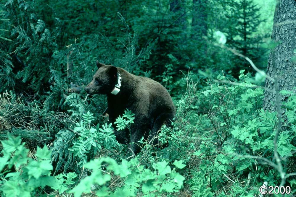 Black bear with a tracking collar in dense green foliage.
