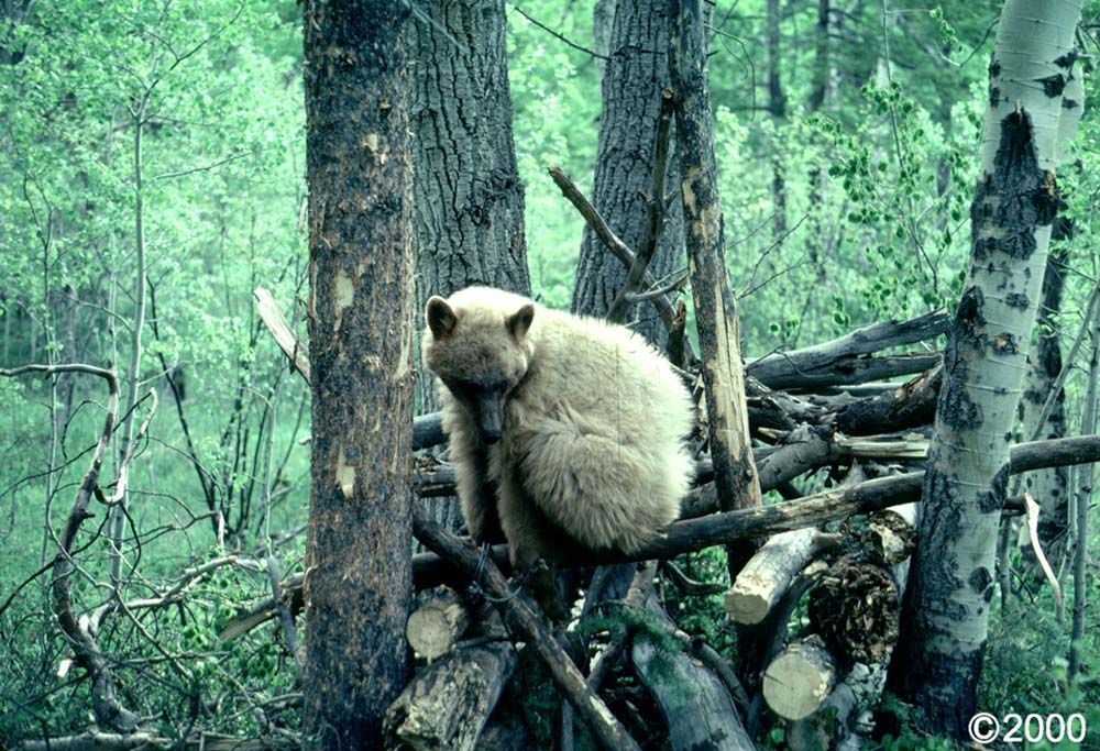 Blonde bear sitting on a pile of logs in a forest.