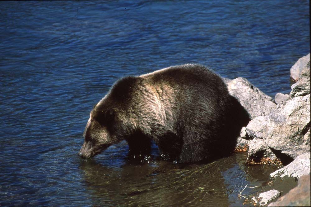 Brown bear drinking from a river next to rocks.