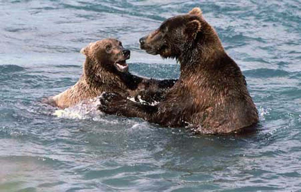 Two brown bears playfully interacting in water.