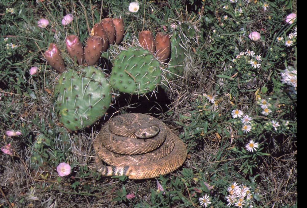 Coiled rattlesnake near prickly pear cactus in a grassy field with wildflowers.