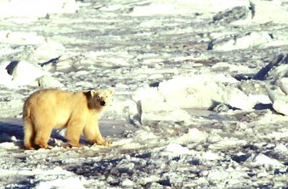 Polar bear walks across icy terrain.