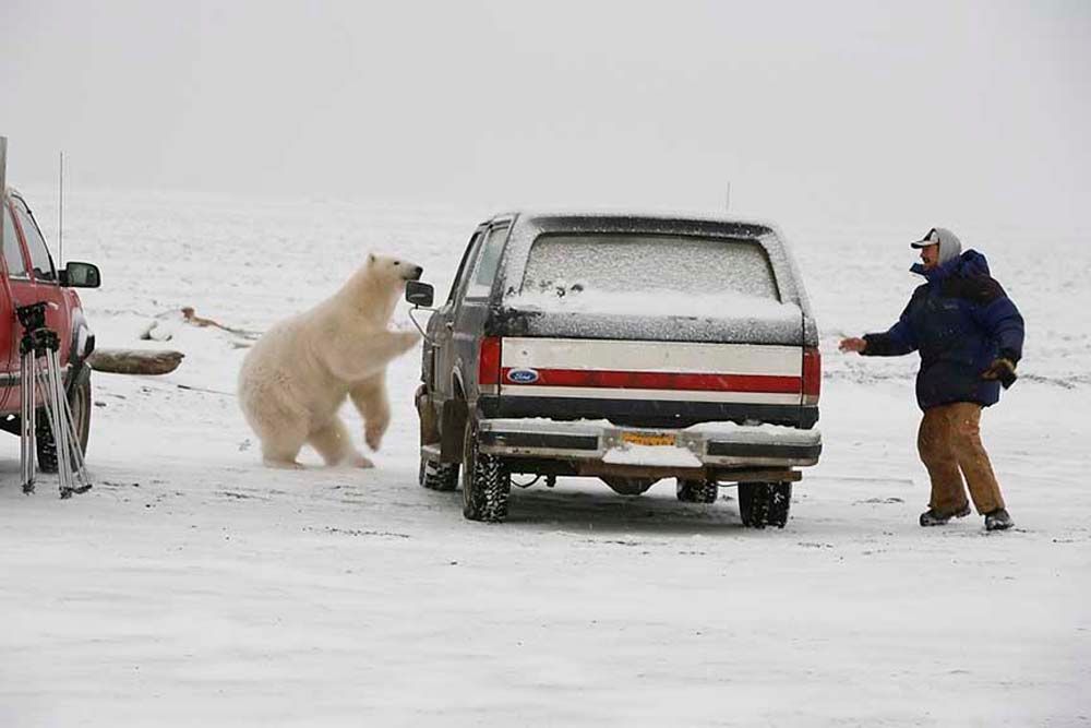 Polar bear reaching for a car door while a person stands nearby in a snowy field.