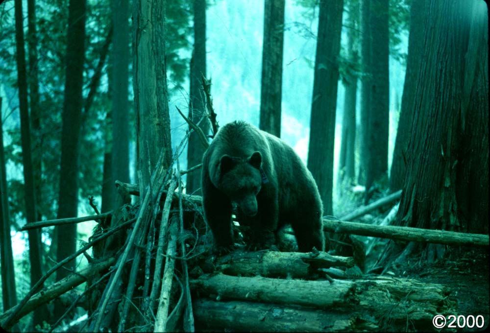 Grizzly bear standing on logs in a green forest.