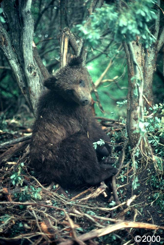 Black bear cub sitting amongst trees and branches.