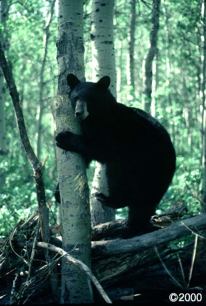 Black bear climbs a birch tree in a forest, looking toward the camera.