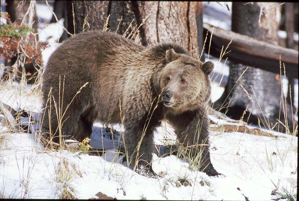Grizzly bear standing in snow, brown fur, looking towards the camera, near trees.