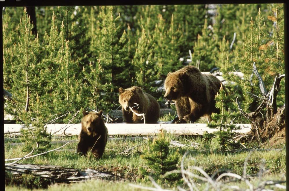 Three brown grizzly bears in a forest clearing, one mother with two cubs.