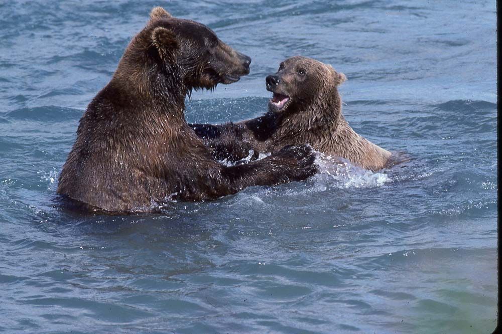 Two brown bears frolic in water, one appears to be play-biting, both smiling.