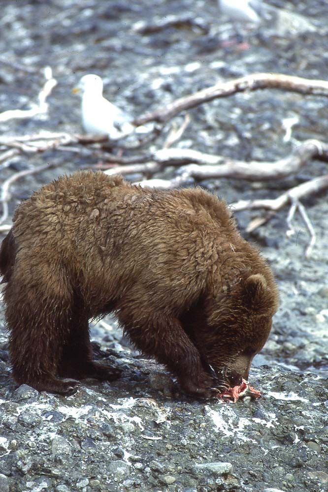 Brown bear cub eating fish on a rocky shore, with seagulls in the background.