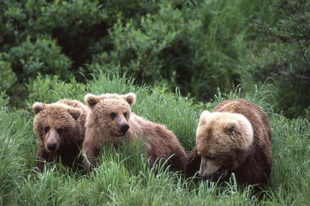 Three brown bears in tall green grass, one mother and two cubs, in a lush green setting.