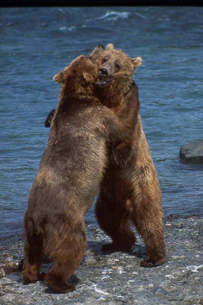 Two brown bears standing on their hind legs, hugging near a body of water.