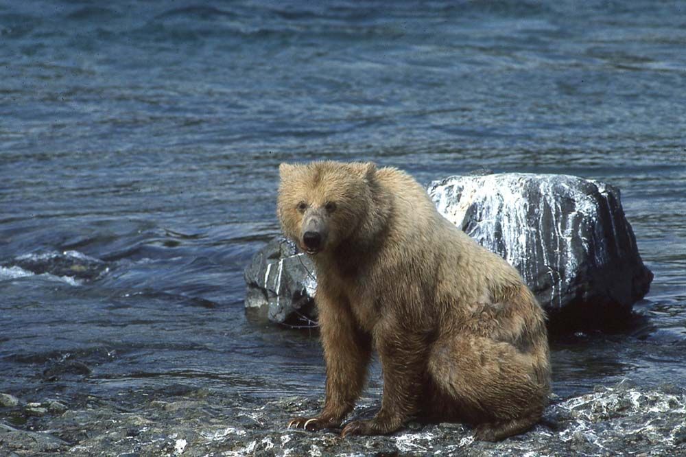 Brown bear sits on a rocky shore by a river, looking at the camera.