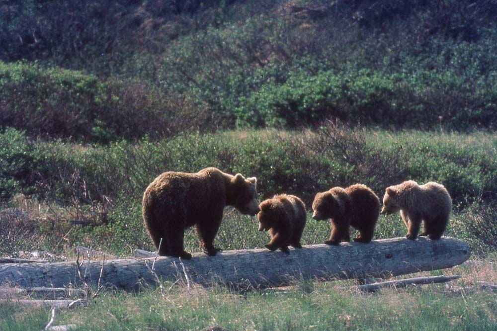 Brown bear and three cubs walking single file on a log, near greenery.
