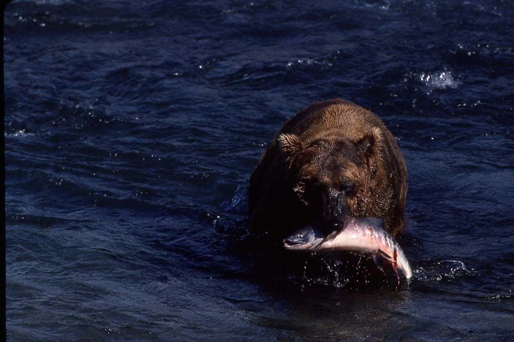 Brown bear in river, holding salmon.