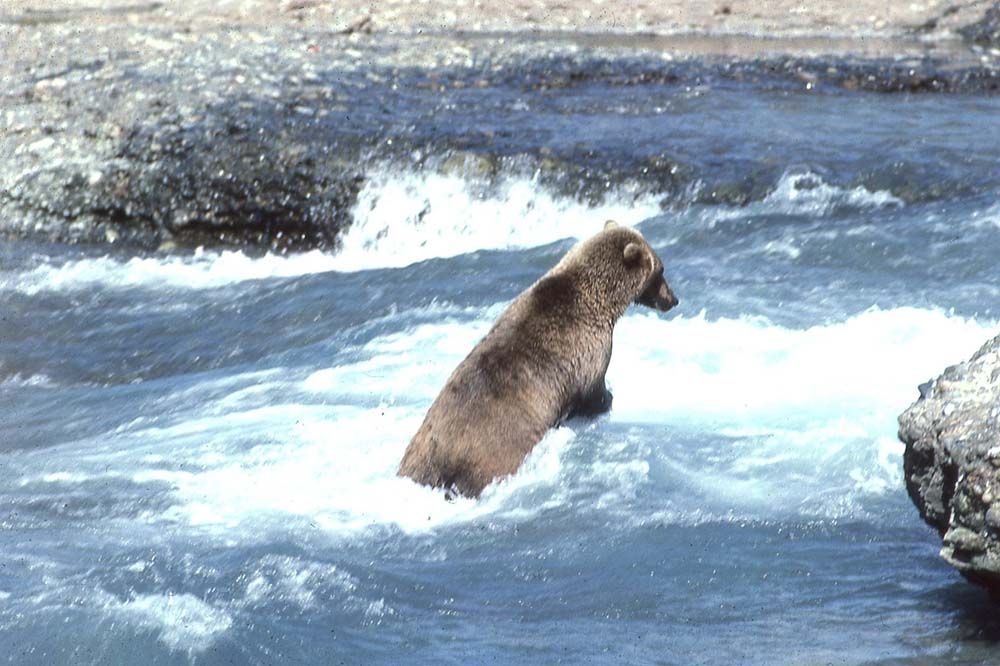 Brown bear stands in rushing river, fishing for salmon.