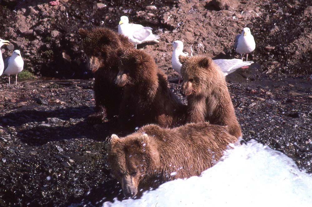 Three brown bears and several white seagulls on a rocky beach.