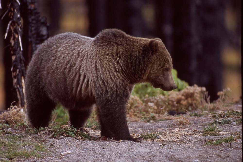 Brown grizzly bear walking in a forest, with brown fur and a curved back.
