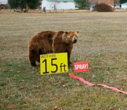 Brown bear standing near signs reading 