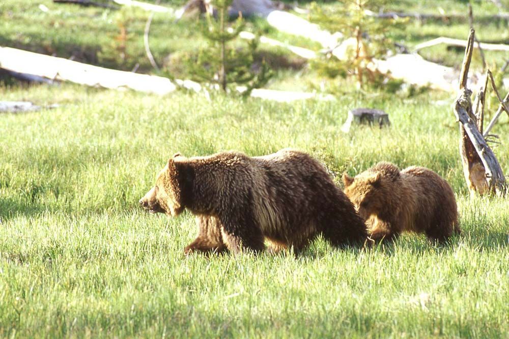 Grizzly bear and cub walking through green grass.