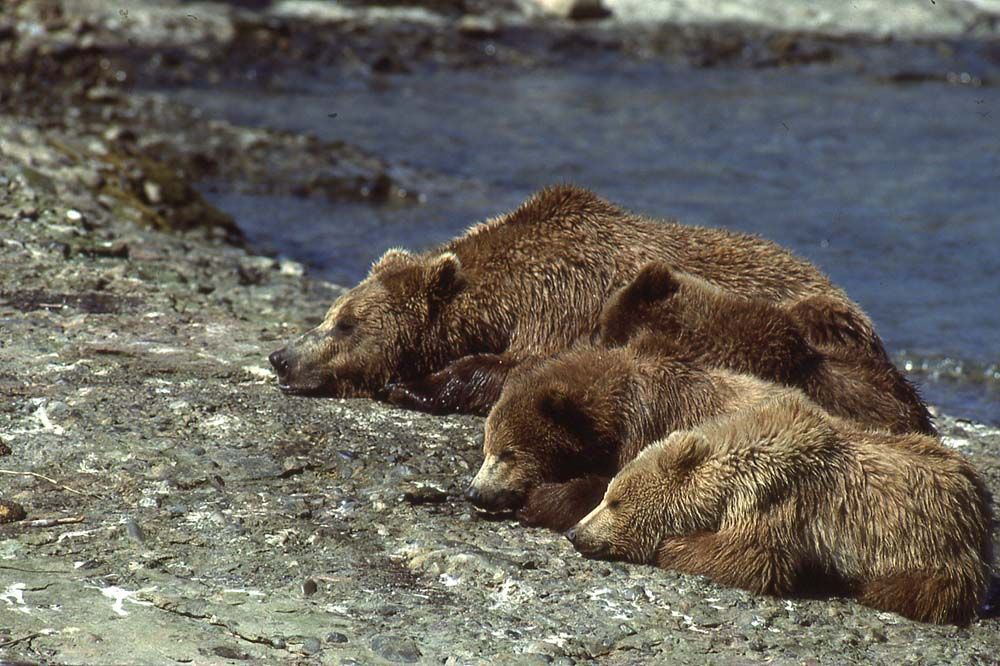 Brown bears, including a large adult and two cubs, resting on a rocky shoreline near water.