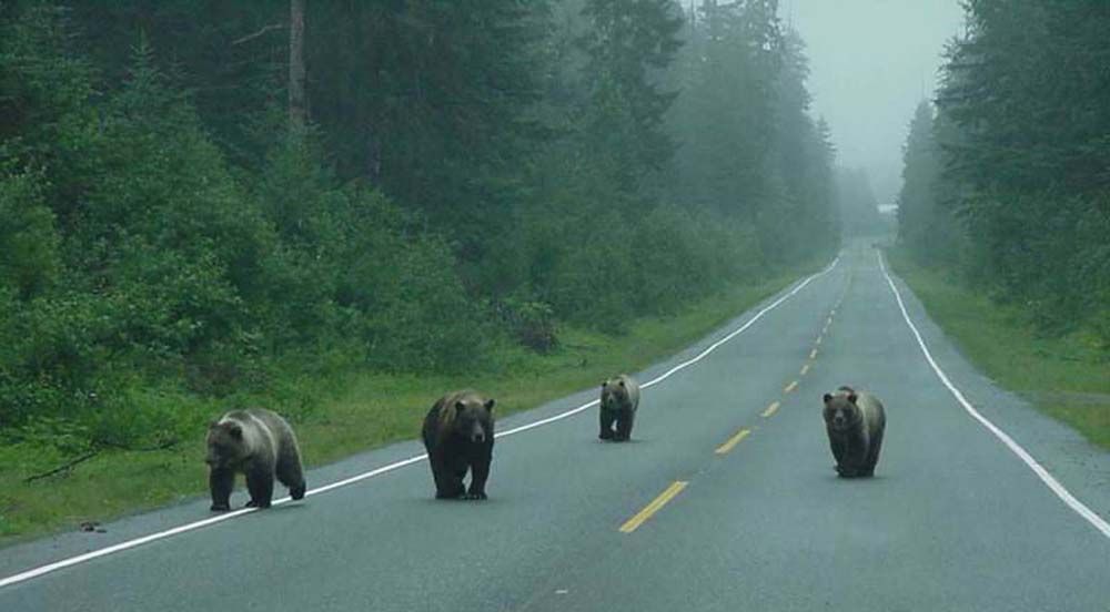 Four brown bears walk down a wet, empty road in a misty forest.