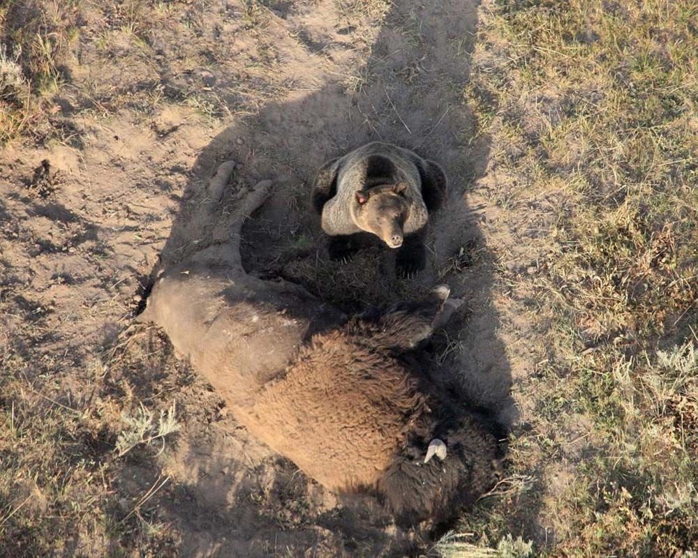 Dog looking up at the camera beside a resting, brown bison on dusty ground.