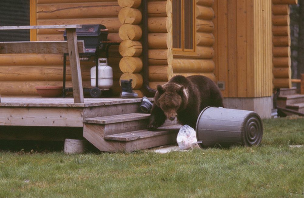 A brown bear on a porch, investigating a spilled trash can in front of a log cabin.