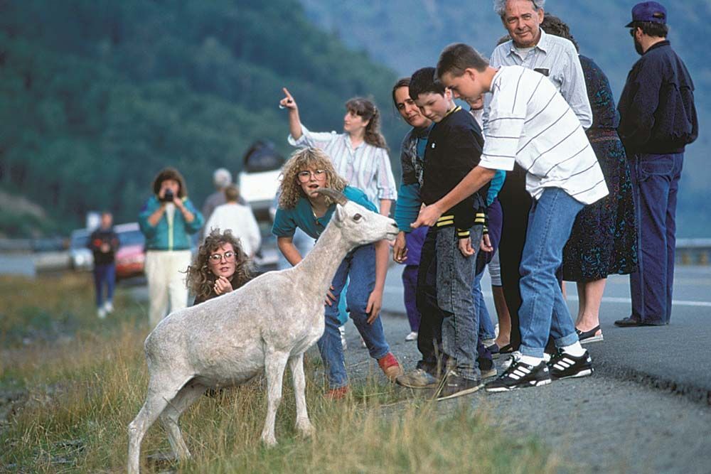 People gather on a roadside to feed a bighorn sheep. Mountains in the background.
