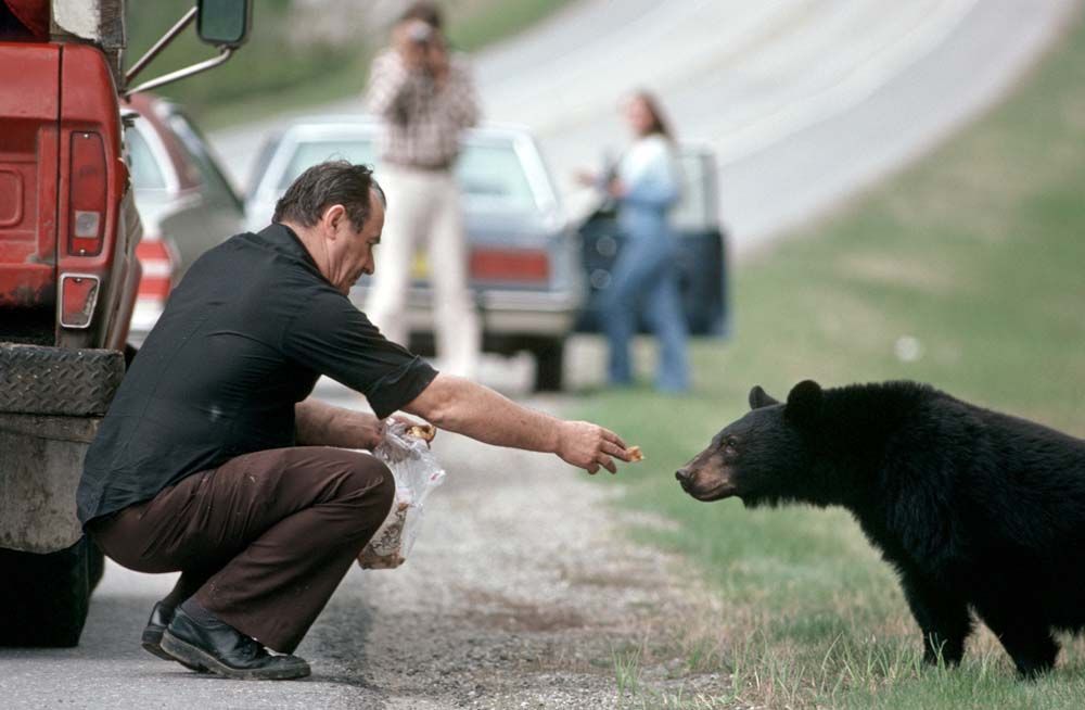 Man offering food to a black bear beside a road; other people and cars are in the background.