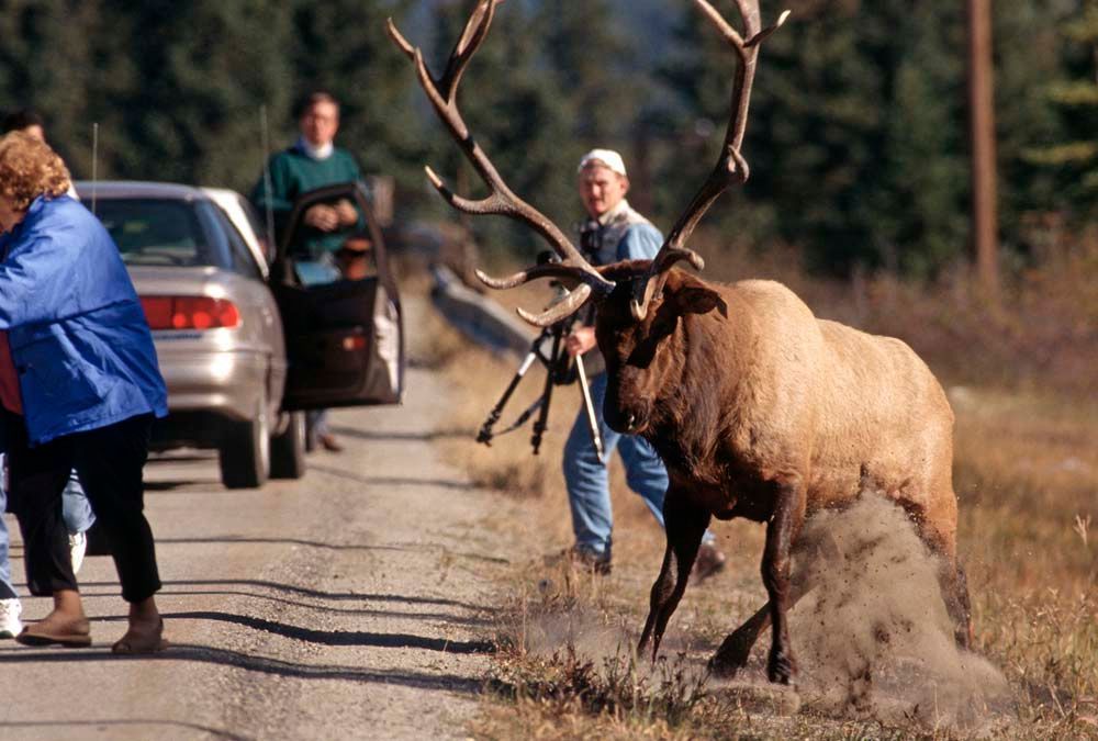 Elk stands on a road, kicking up dust near a car and onlookers.