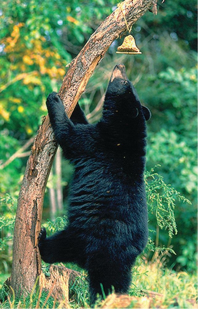 Black bear reaching up to a bell hanging from a tree branch in a forest.