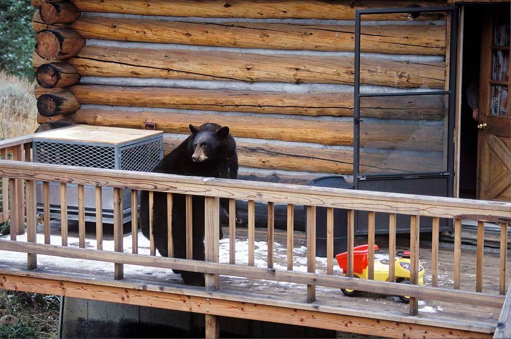 Black bear on a wooden porch, looking at the camera. Log cabin in the background, snow on the railing.