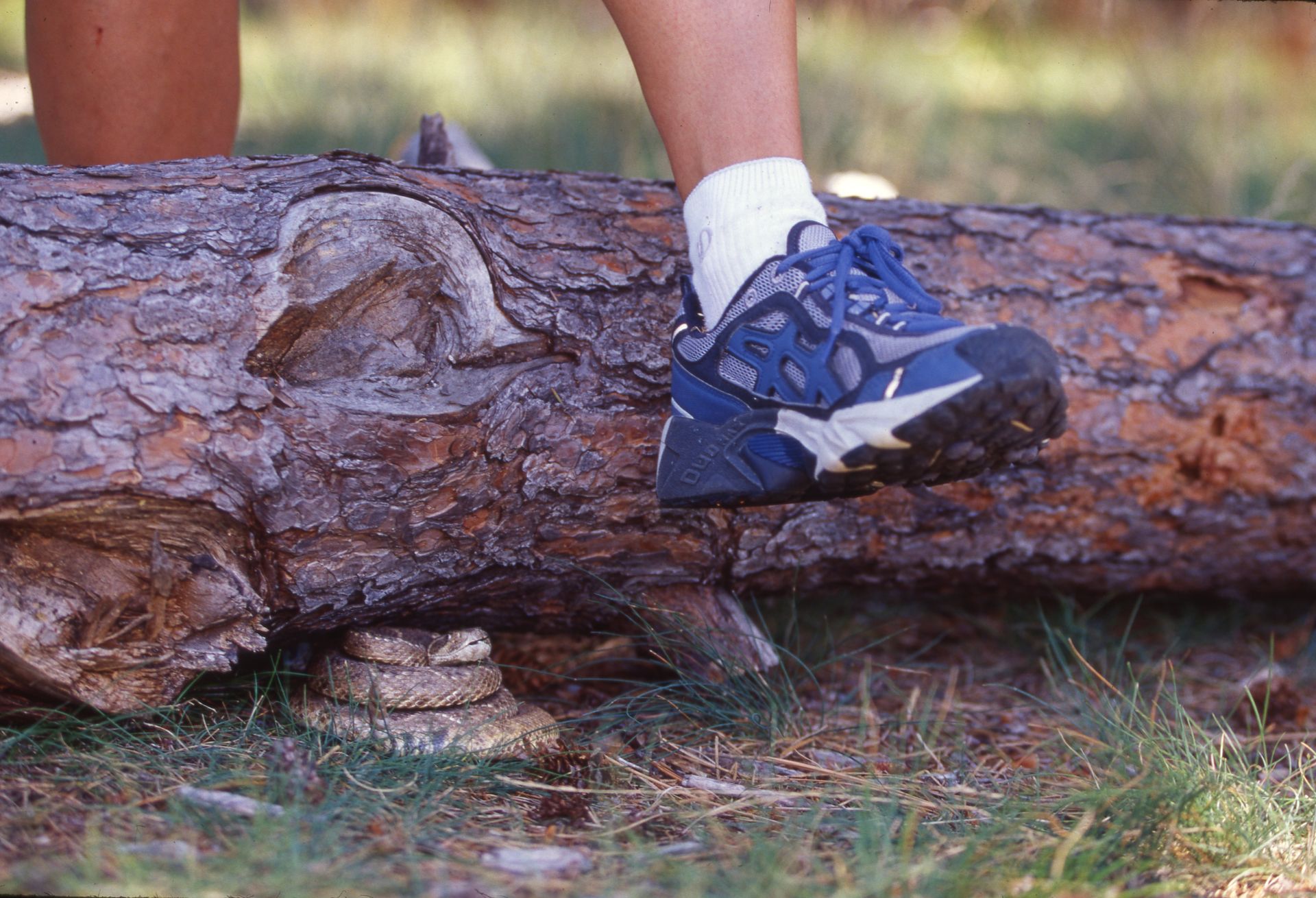 Foot in blue shoe steps over a coiled rattlesnake on a log.