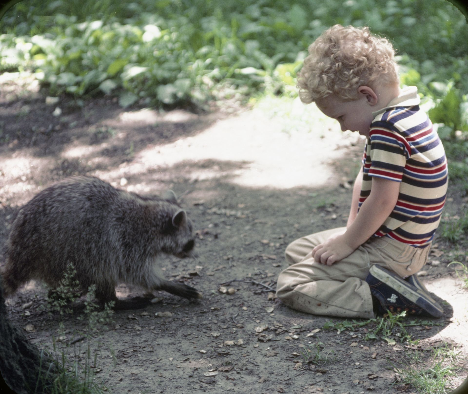Young boy kneels, looking at a raccoon on a path. The boy wears stripes, the raccoon moves forward.