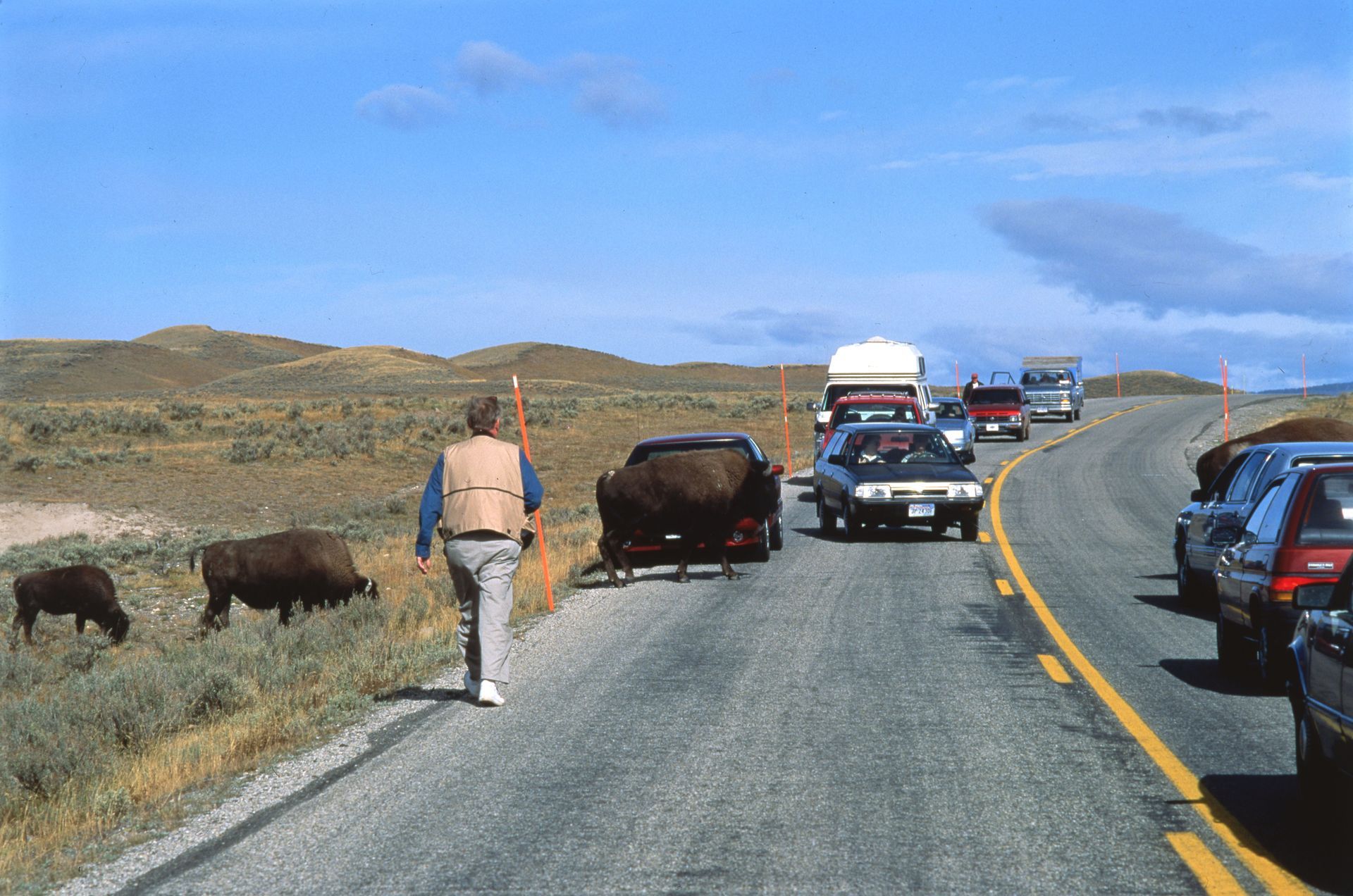Man walks past bison on road, traffic stopped; open landscape, sunny day.