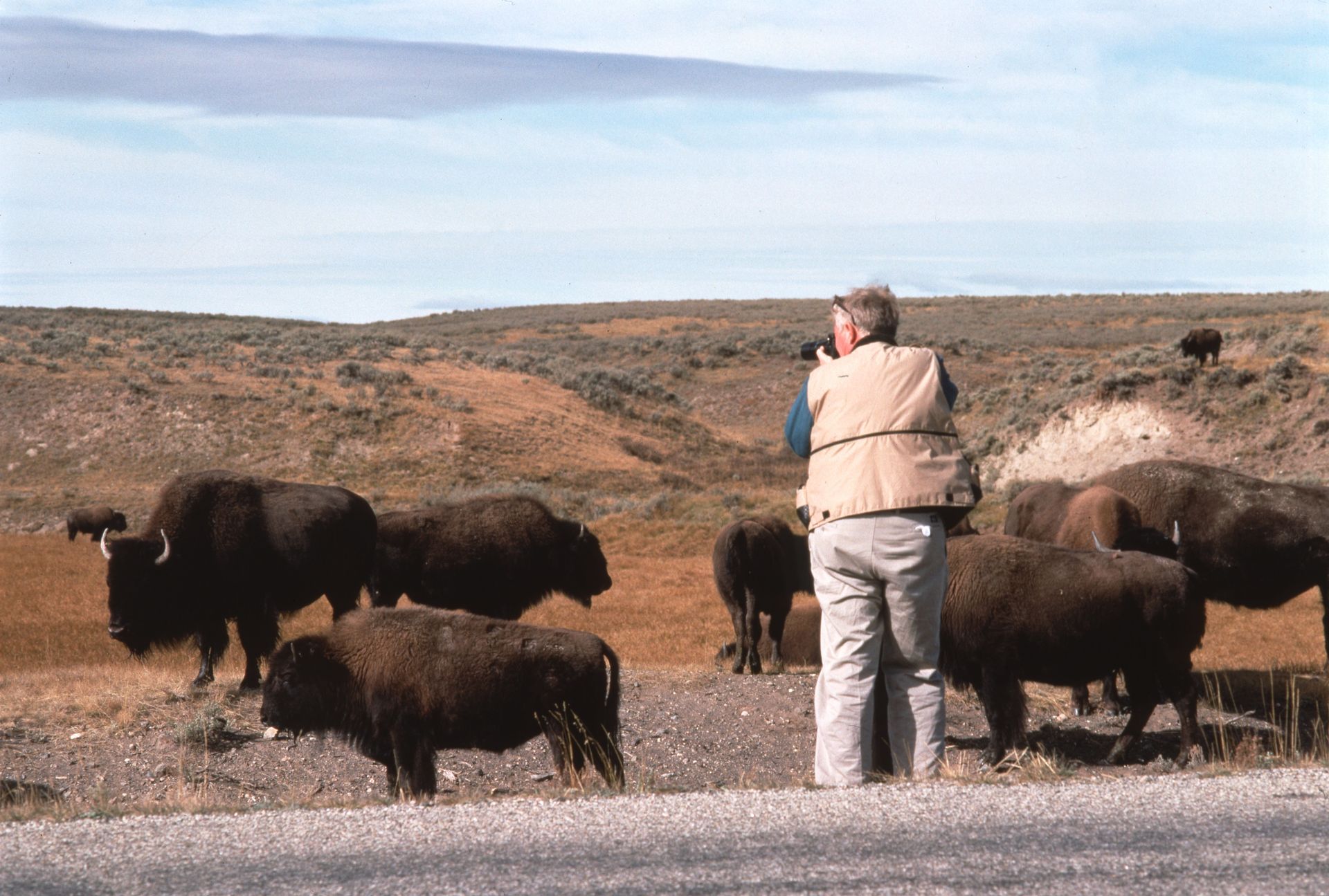 Photographer in tan vest taking a picture of a herd of bison in a grassy landscape under a blue sky.