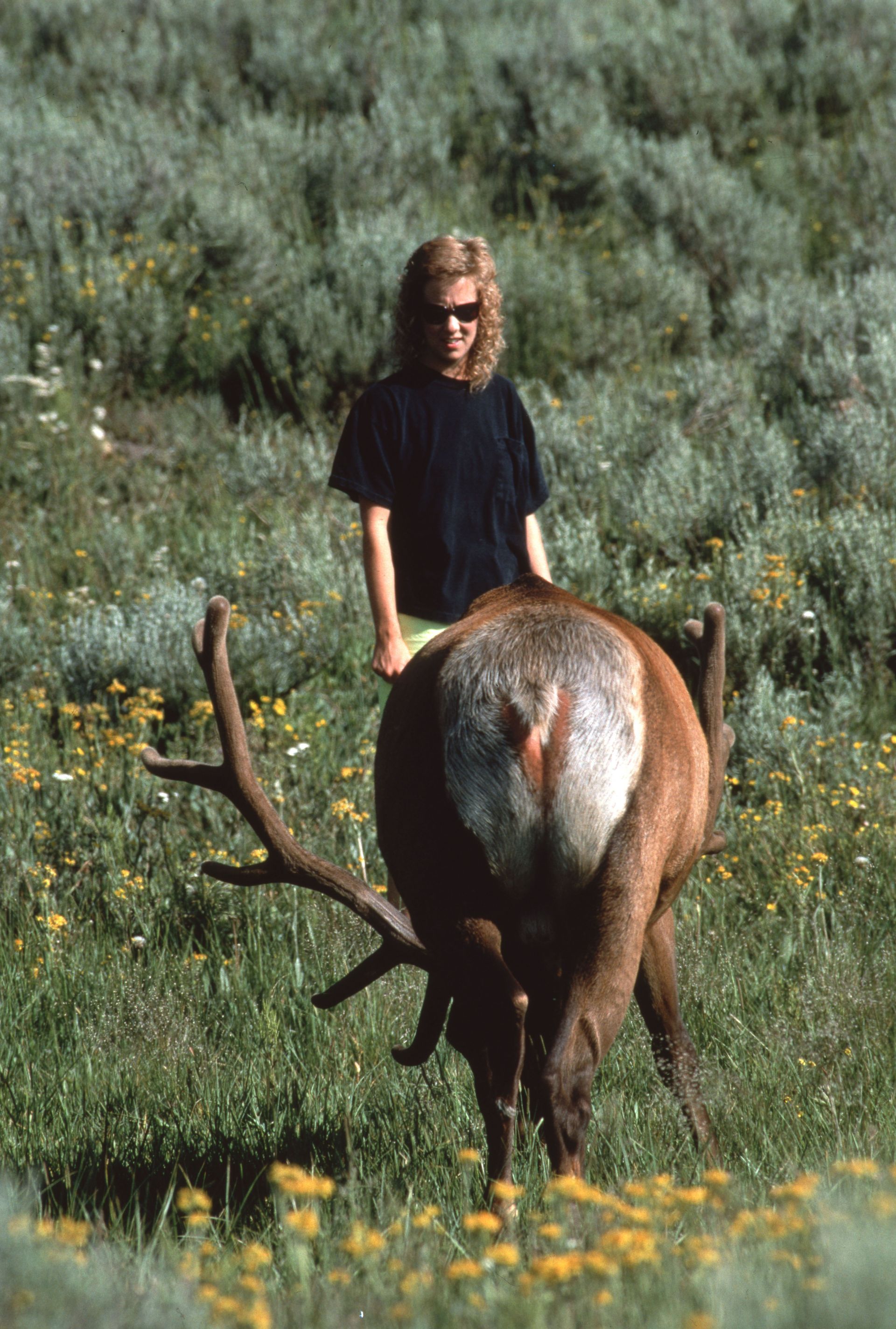 Woman stands behind a large elk grazing in a field of grass and yellow flowers.