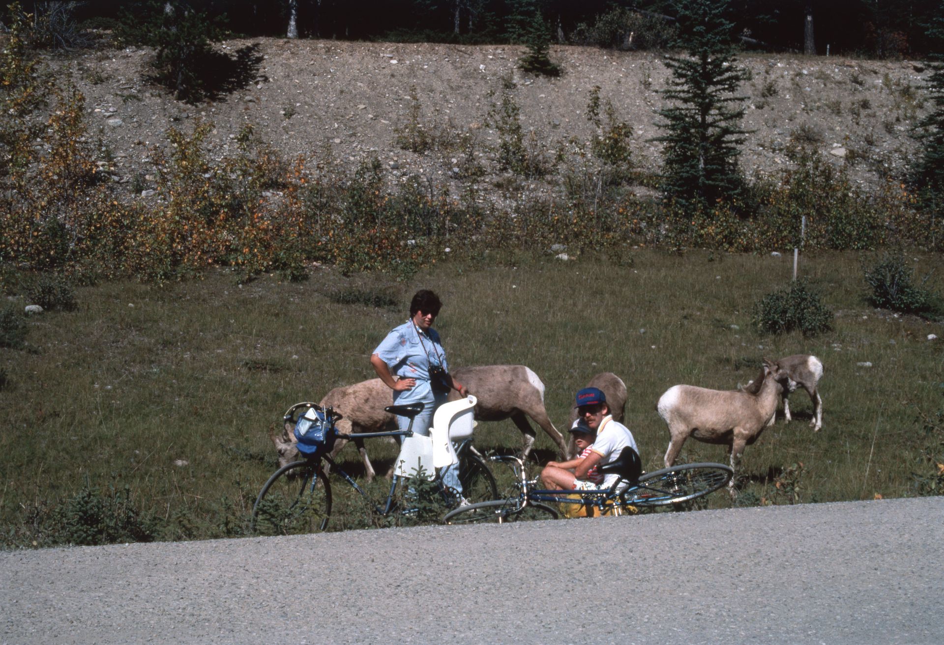 Two people on bikes near bighorn sheep grazing by the side of a road.