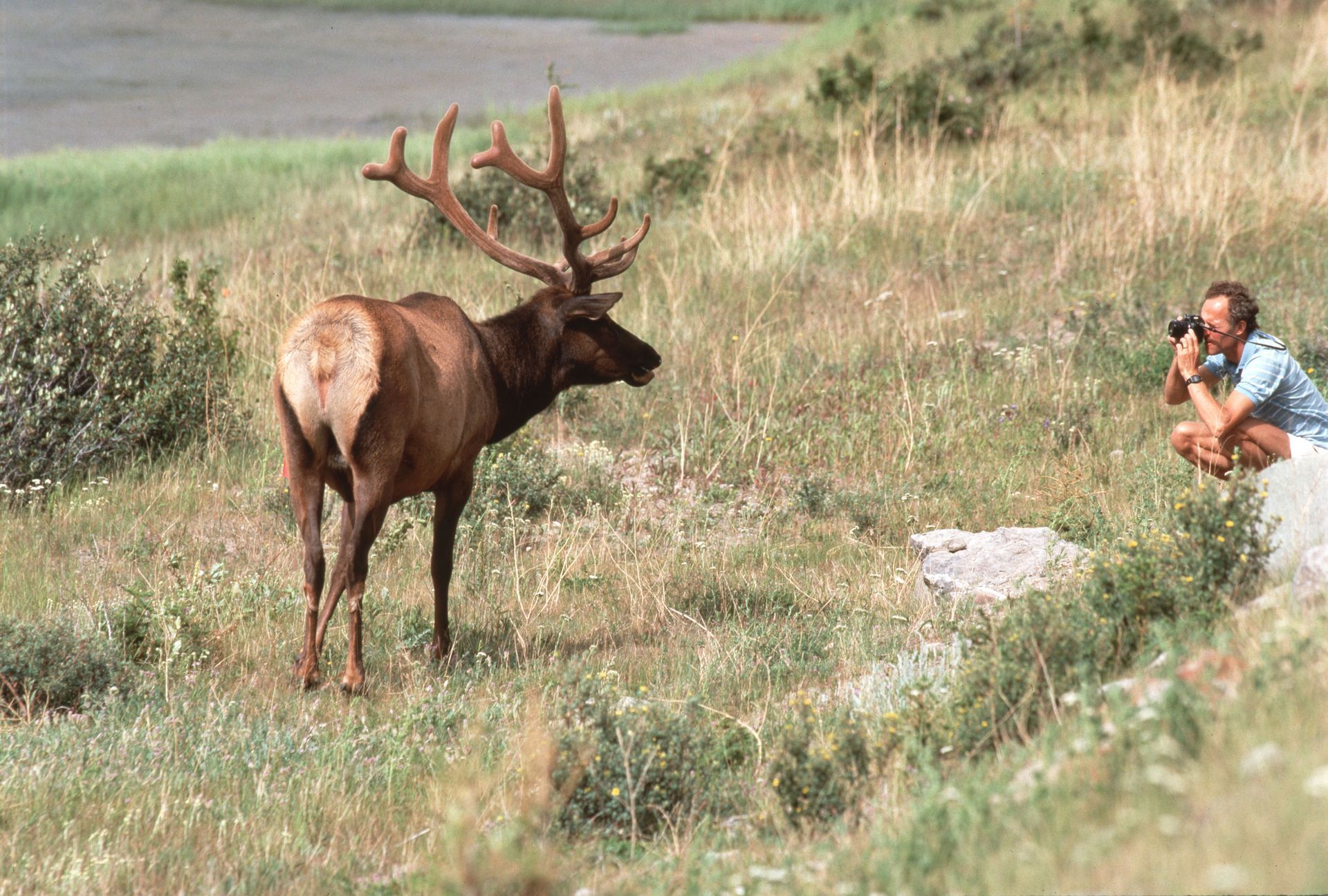 Man taking photo of a large elk with impressive antlers in a grassy field near water.