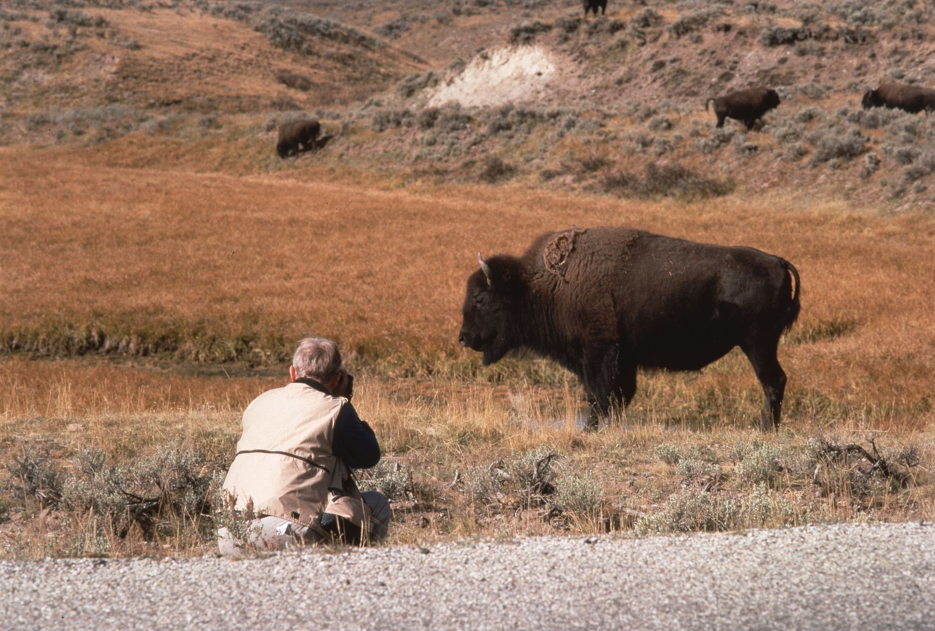 Photographer kneels to take photo of a bison in a grassy field. Other bison graze in the background.