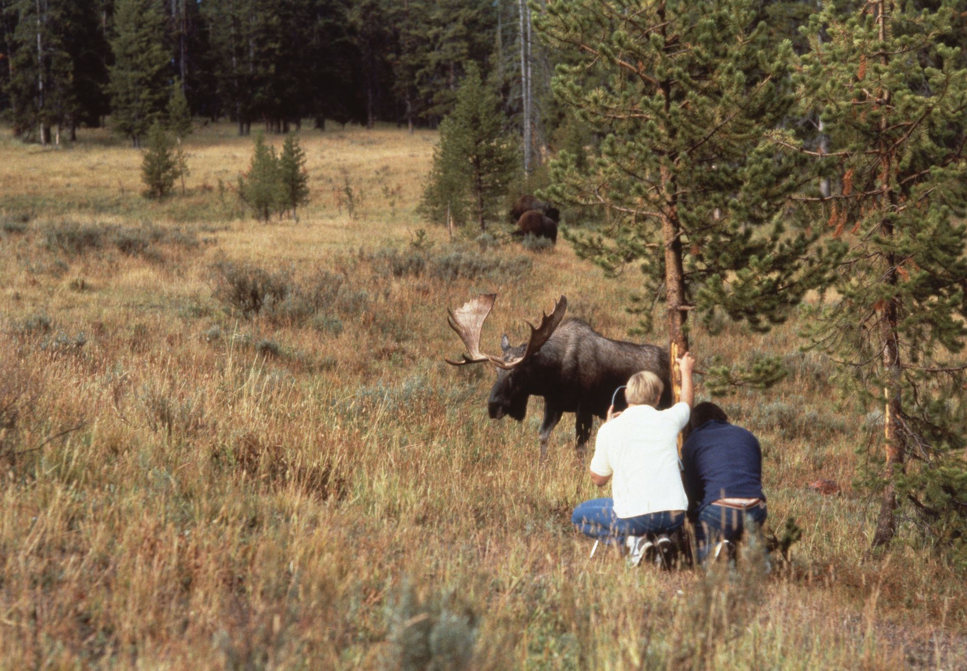 Two people photograph a moose in a grassy field with trees; brown moose has large antlers; setting is outdoors.